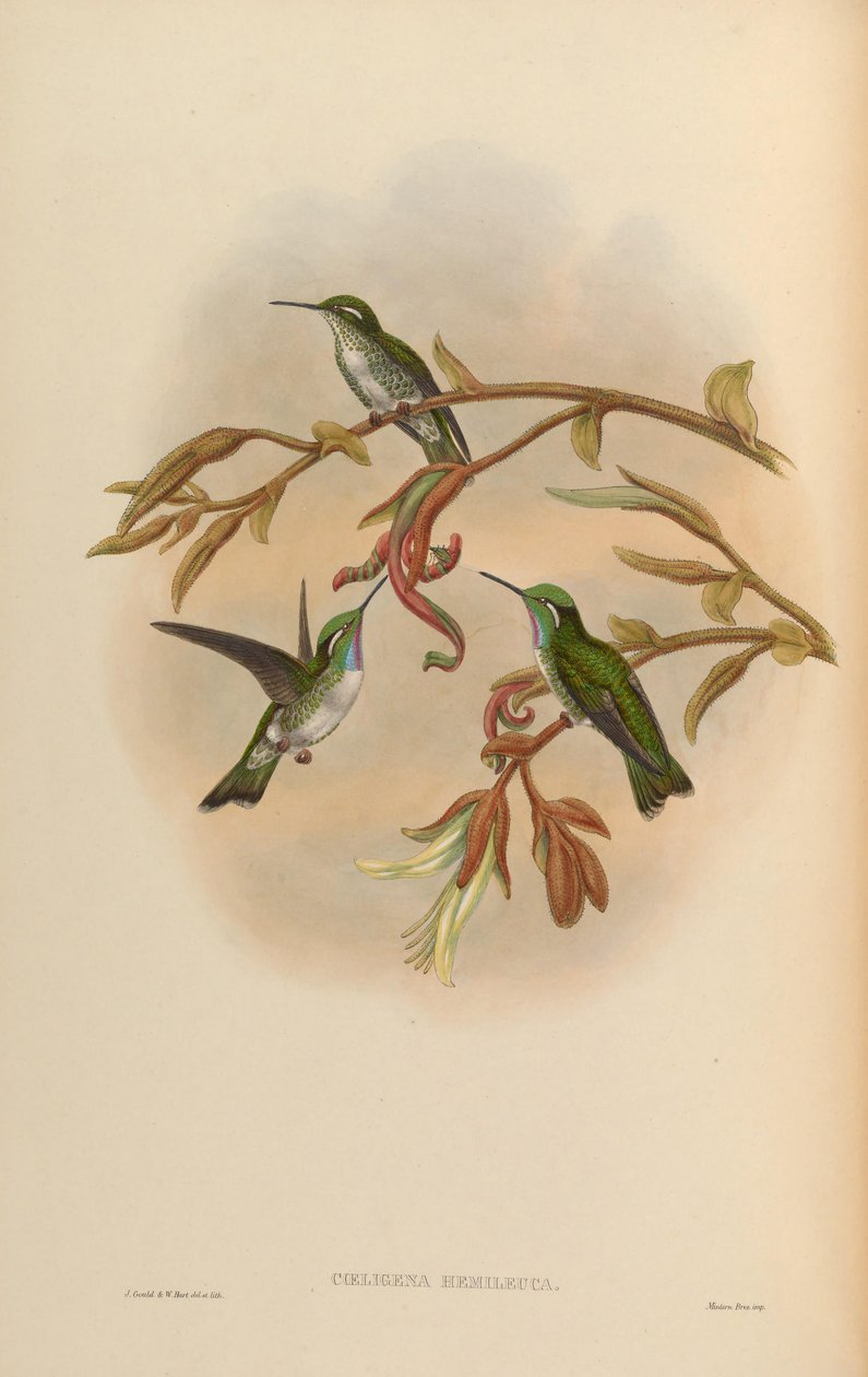 Coeligena hemileuca = Lampornis hemileucus door John Gould