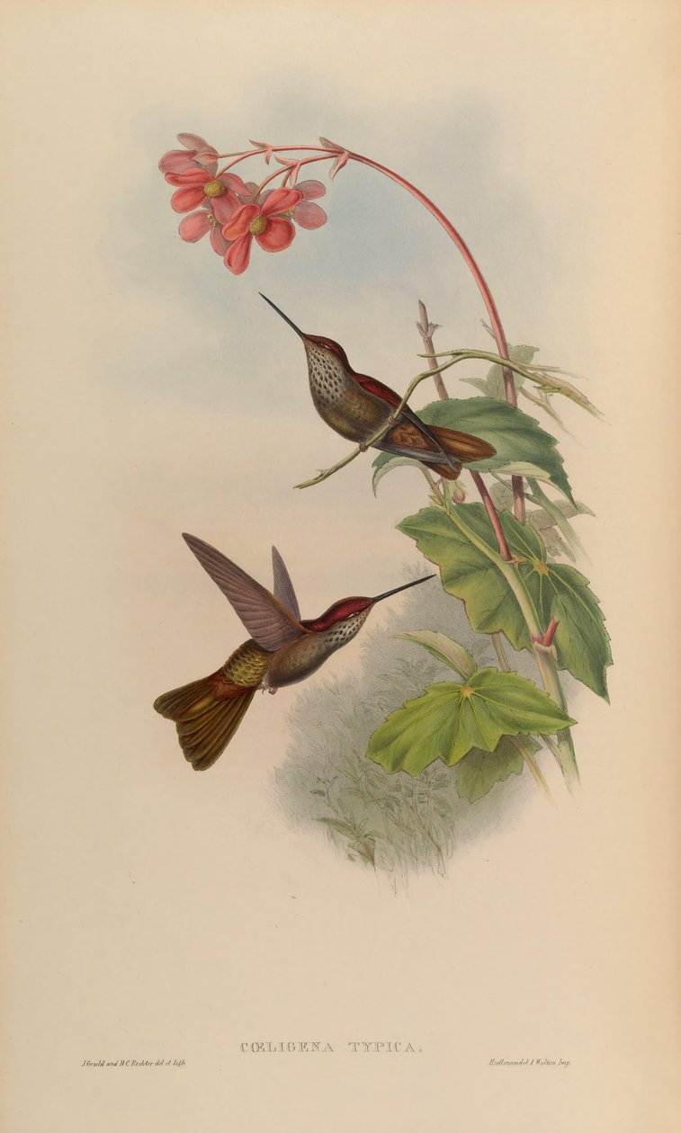 Coeligena typica = Coeligena coeligena door John Gould