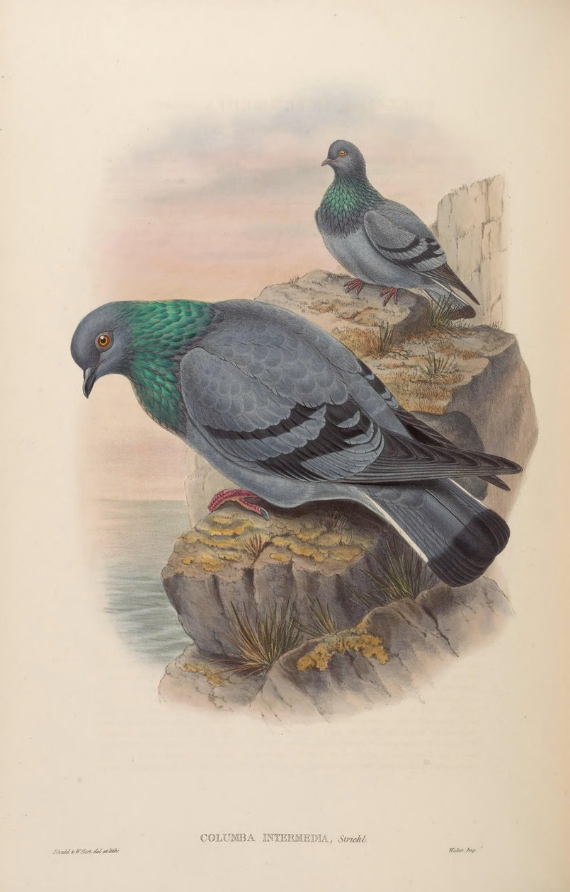 Columba intermedia = Columba livia intermedia door John Gould