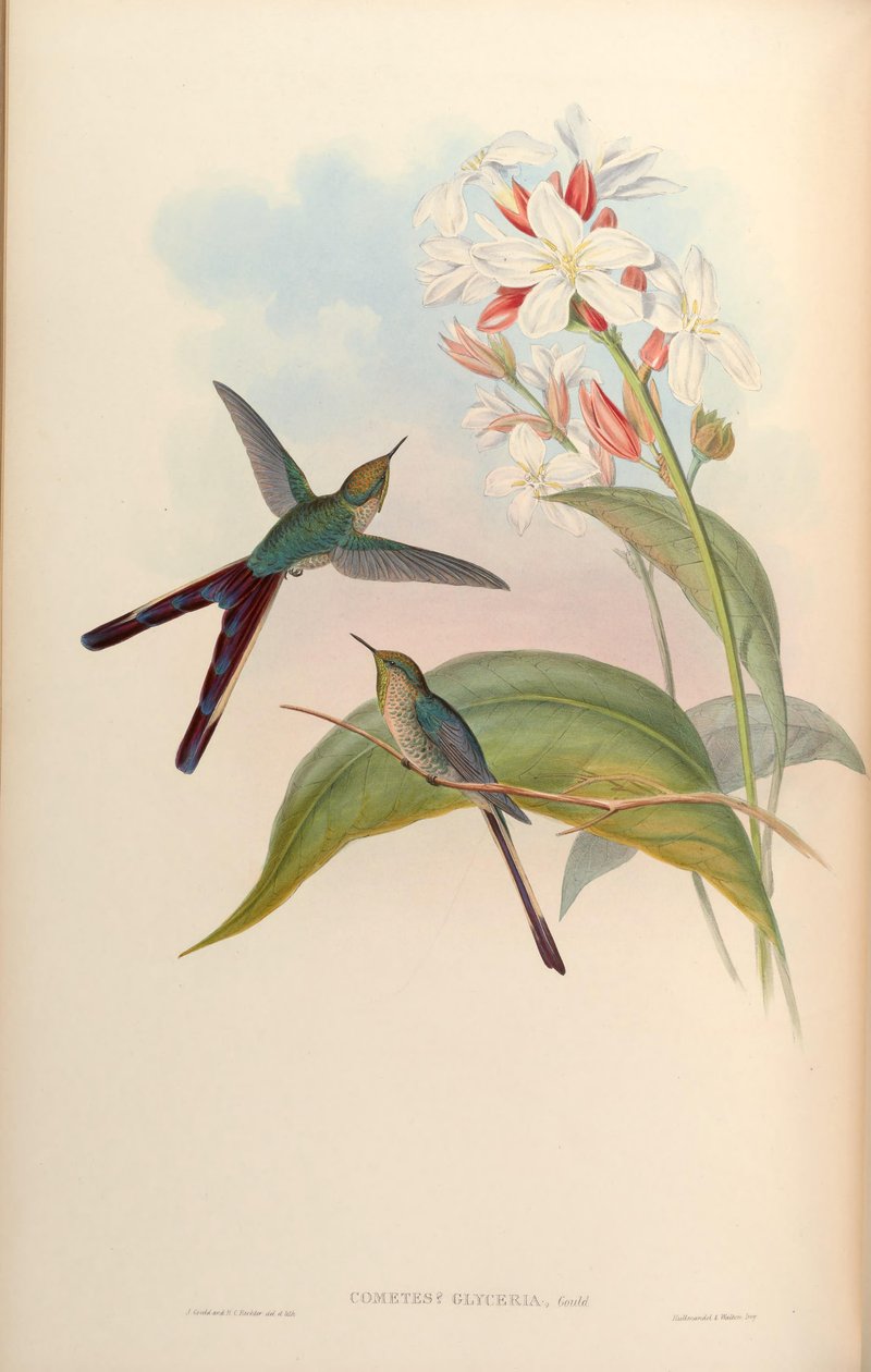 Cometes glyceriae = Lesbia victoriae x Ramphomicron microrhynchus door John Gould