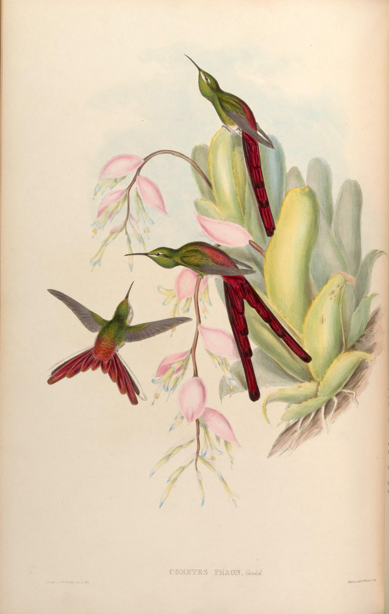 Cometes phaon = Sappho sparganura door John Gould