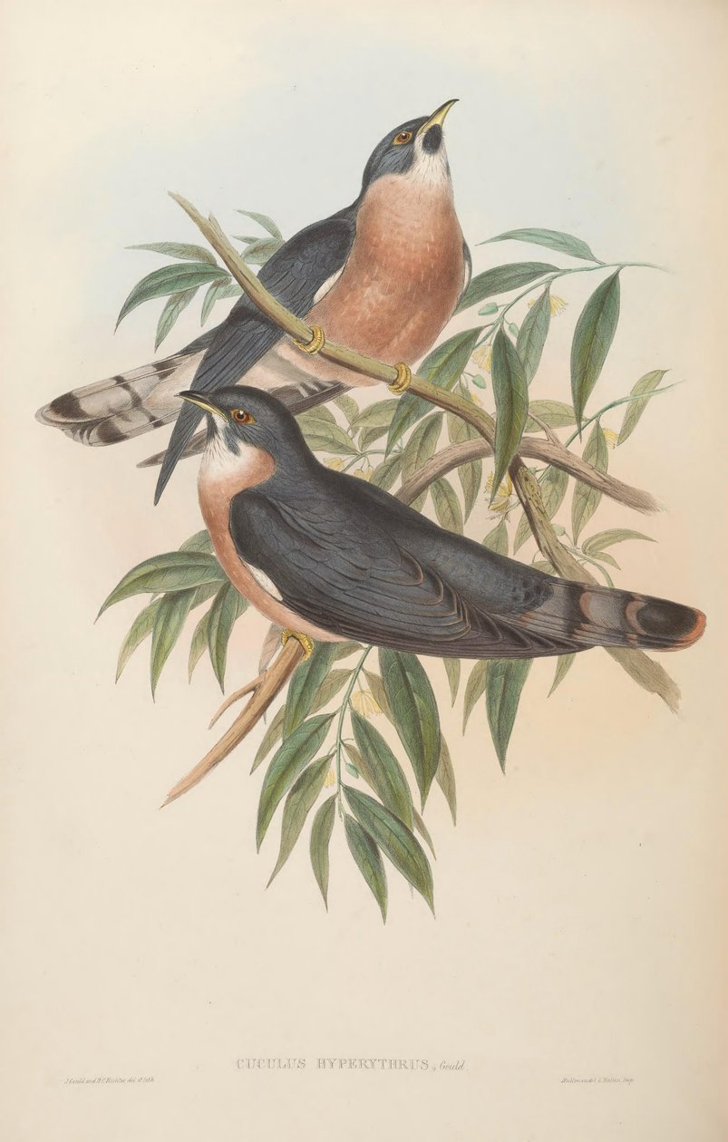 Cuculus hyperythrus = Hierococcyx hyperythrus door John Gould