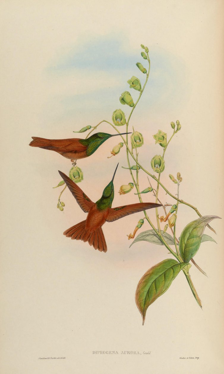 Diphogena aurora = Coeligena iris aurora door John Gould