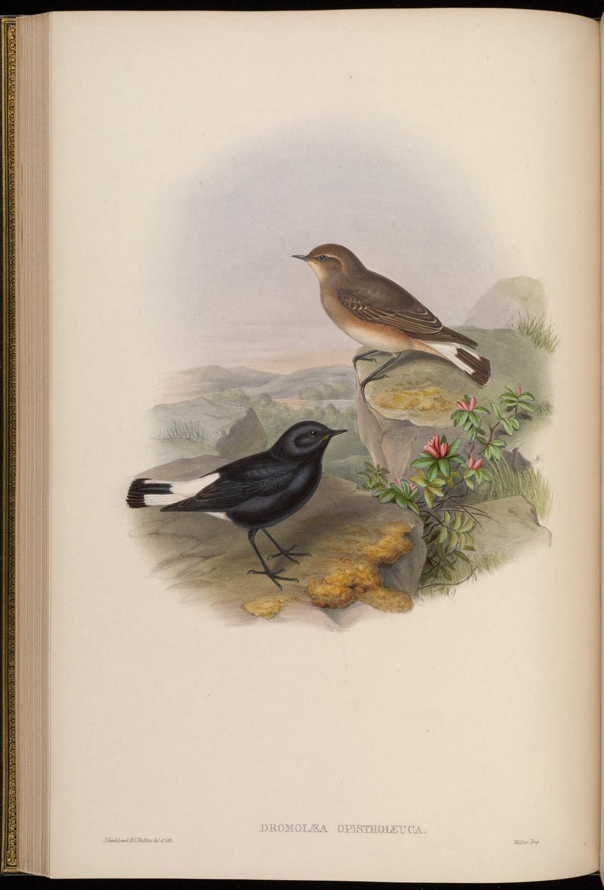 Dromolaea opistholeuca = Oenanthe picata opistholeuca door John Gould