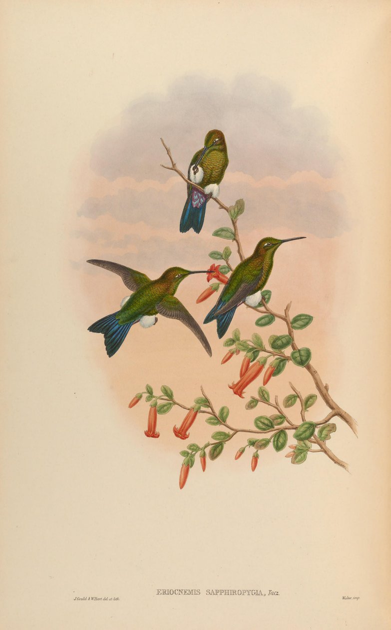 Eriocnemis sapphiropygia = Eriocnemis luciani sapphiropygia door John Gould
