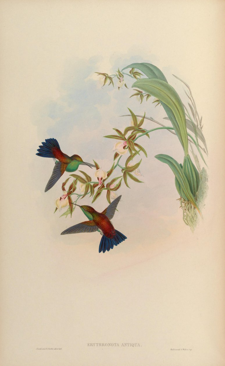 Erythronota antiqua door John Gould