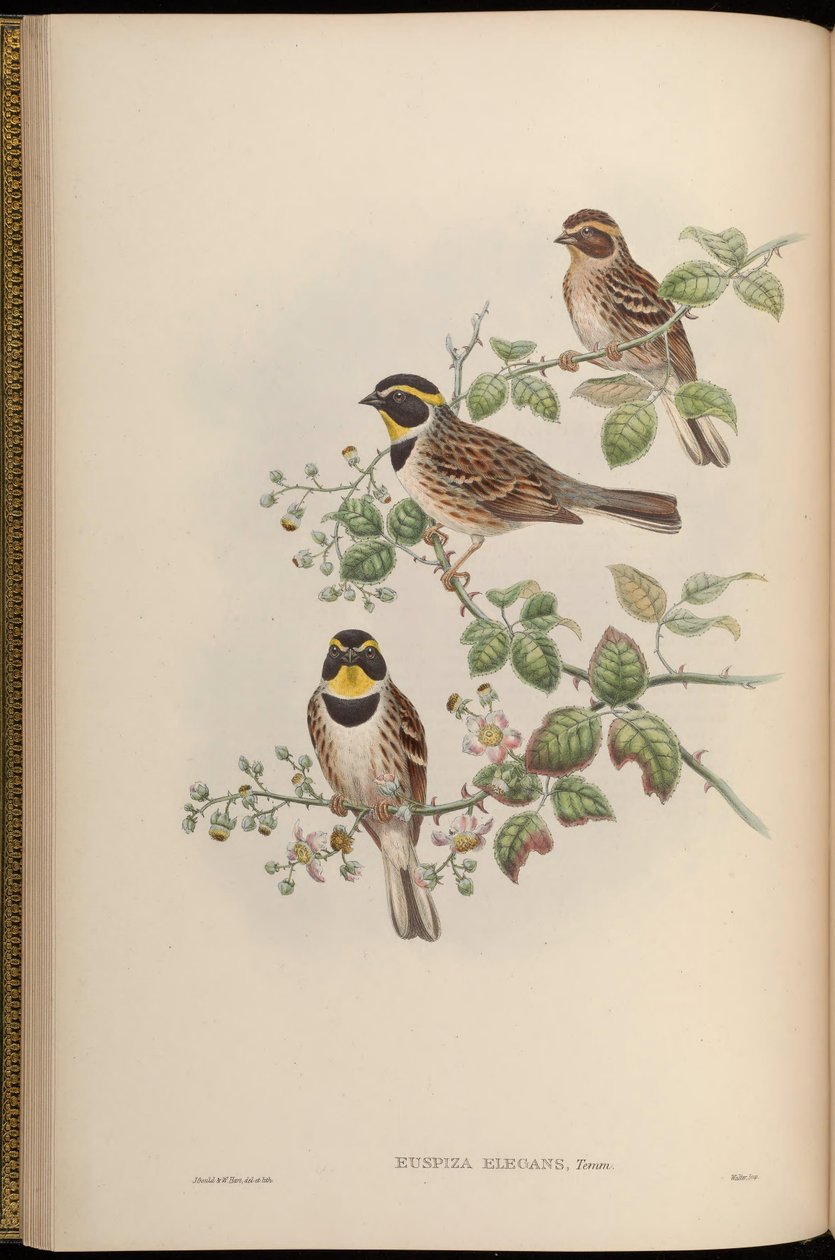 Euspiza elegans = Emberiza elegans door John Gould