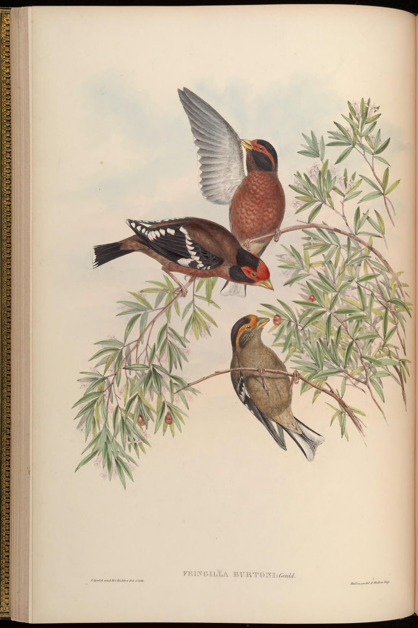 Fringilla burtoni = Callacanthis burtoni door John Gould