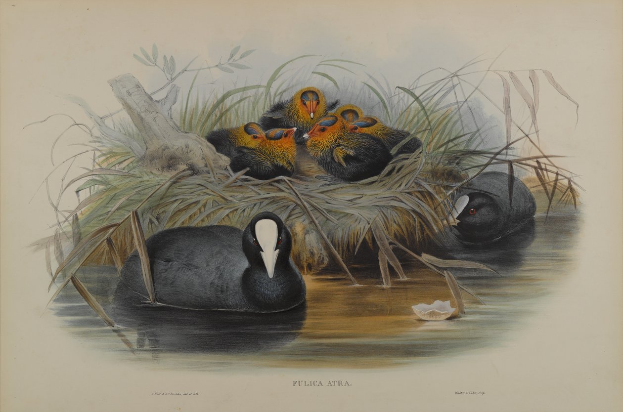 Fulica Atra door John Gould