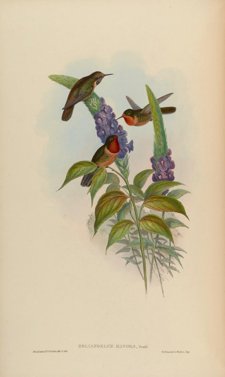 Heliangelus mavors door John Gould