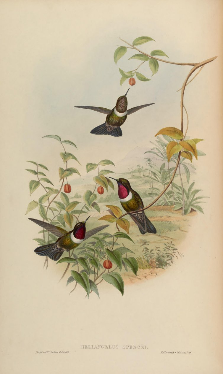 Heliangelus spencei door John Gould