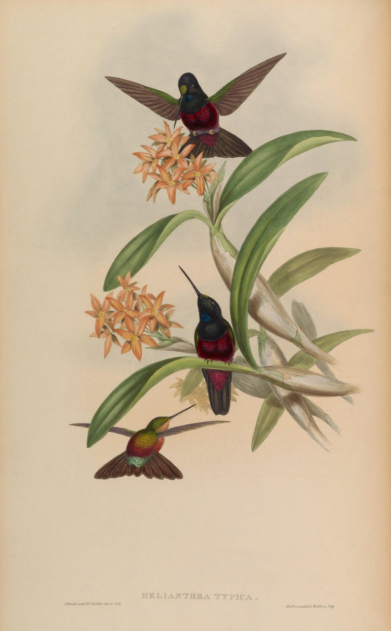 Helianthea typica = Coeligena helianthea door John Gould