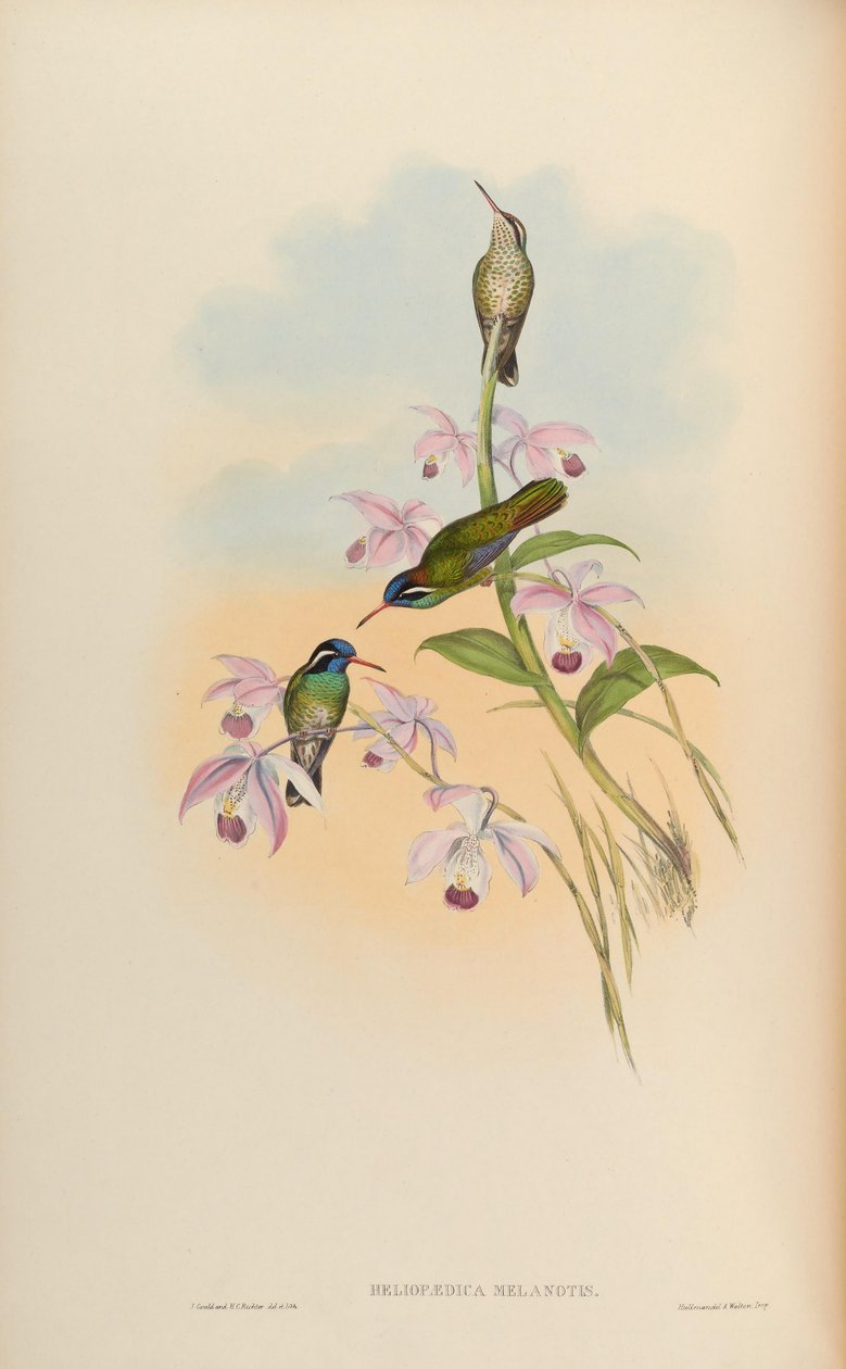 Heliopaedica melanotis = Basilinna leucotis door John Gould