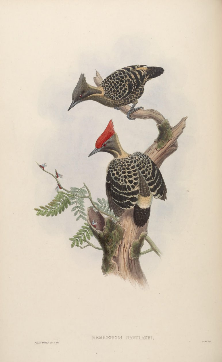 Hemicercus hartlaubi = Hemicircus concretus sordidus door John Gould