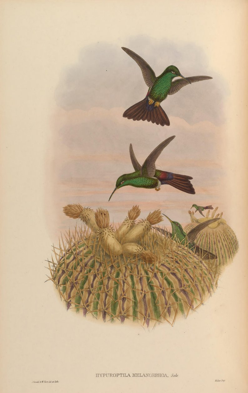 Hypuroptila melanorrhoa = Chalybura urochrysia door John Gould