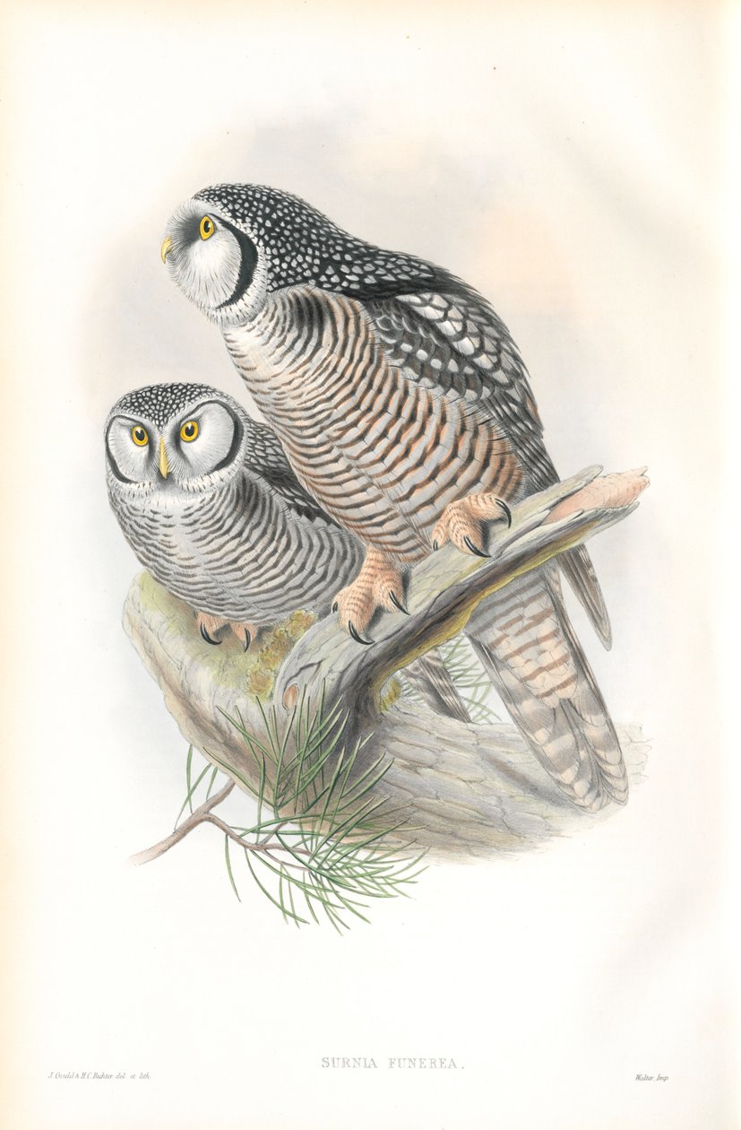 Illustratie van Surnia Funerea (Havikuil) door John Gould