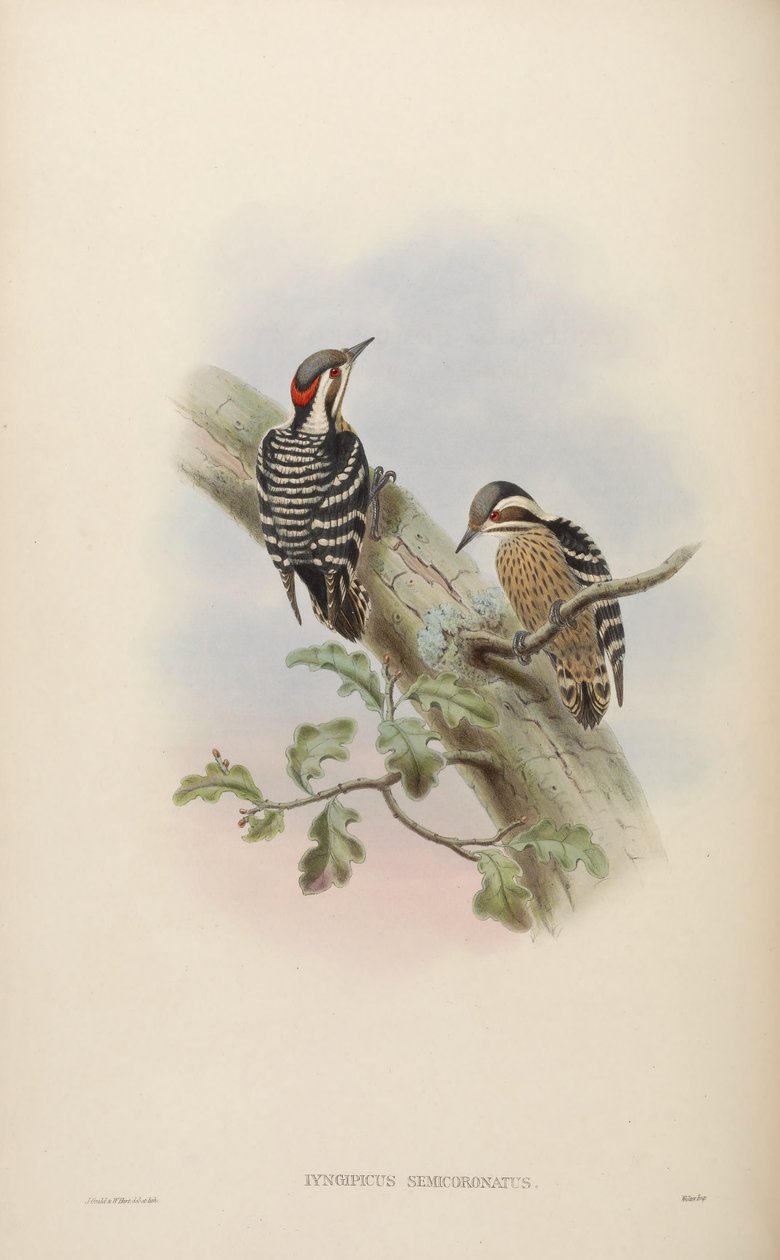 Iyngipicus semicoronatus = Dendrocopos canicapillus semicoronatus door John Gould