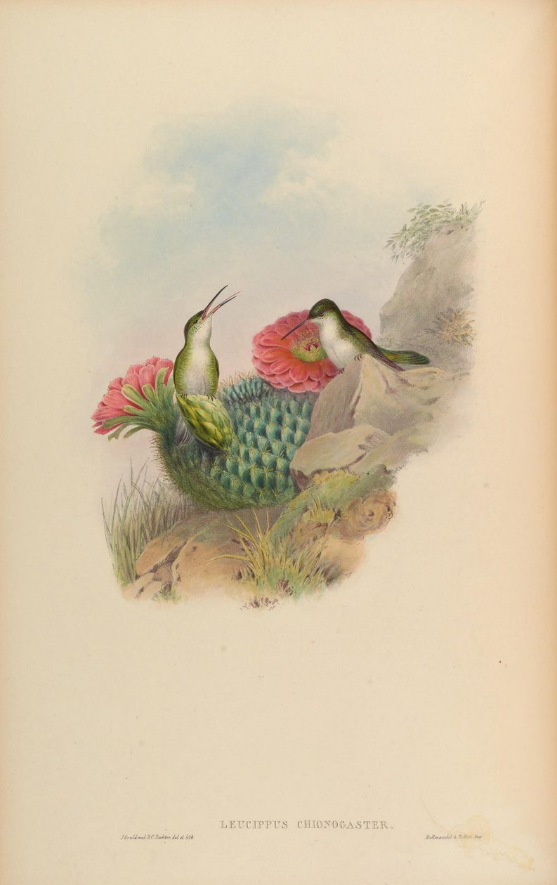 Leucippus chionogaster = Amazilia chionogaster door John Gould