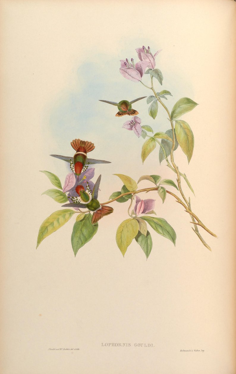 Lophornis gouldii door John Gould
