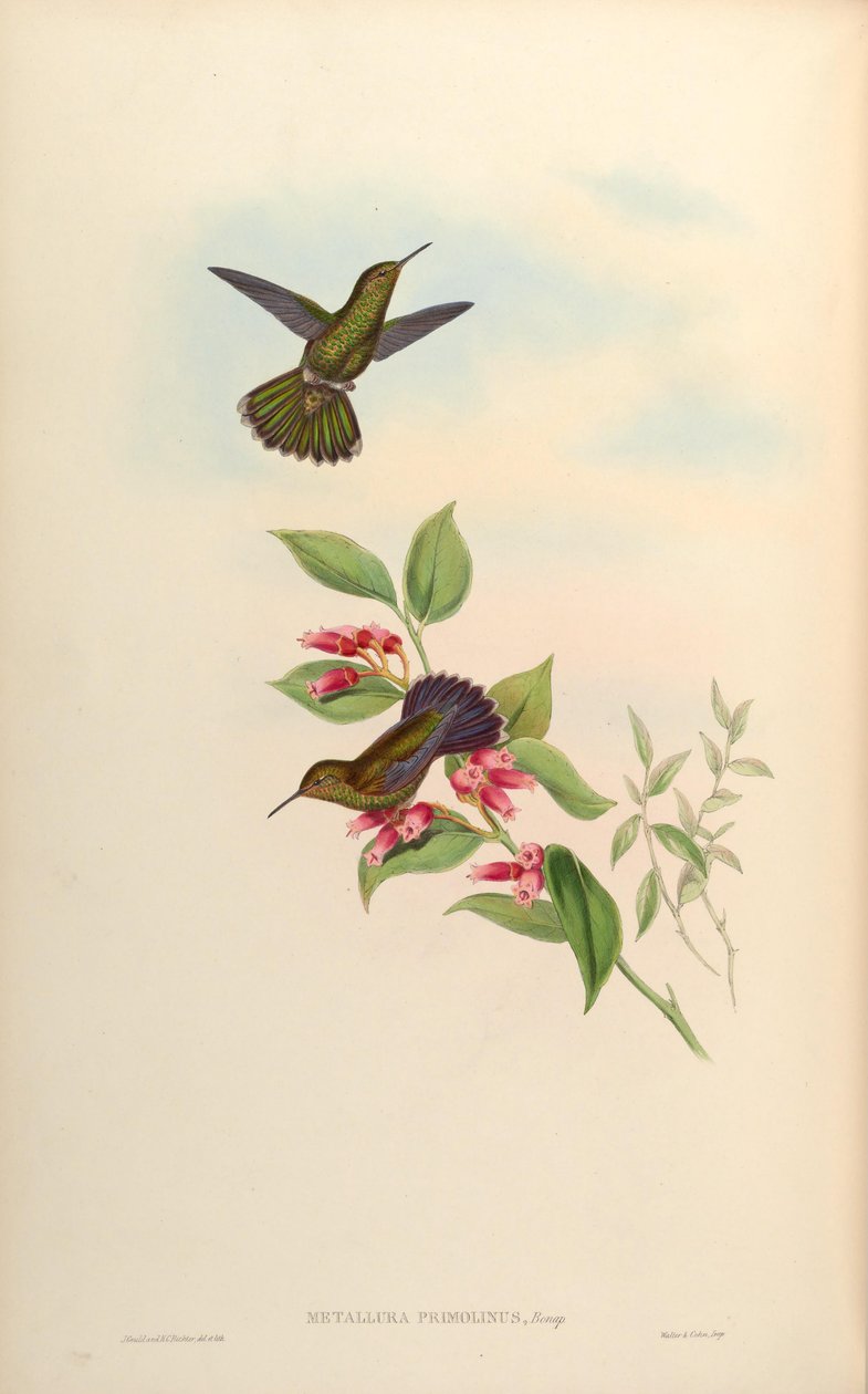 Metallura primolina = Metallura williami primolina door John Gould