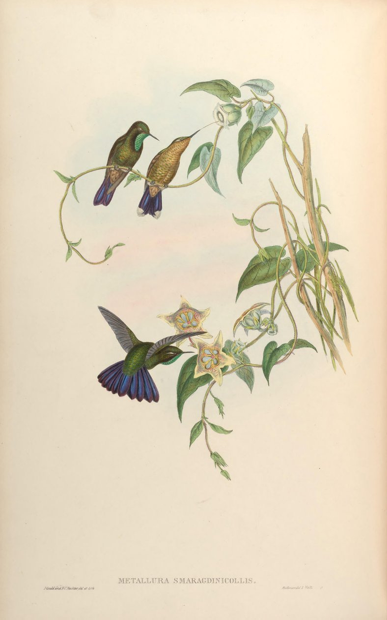 Metallura smaragdinicollis = Metallura tyrianthina smaragdinicollis door John Gould
