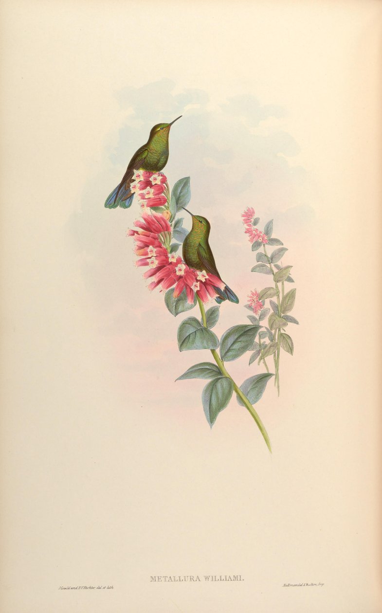 Metallura williami door John Gould