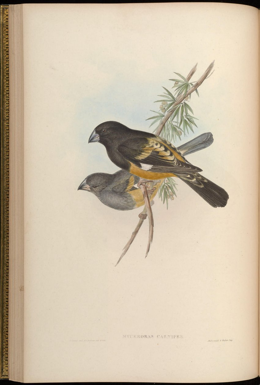 Mycerobas carnipes door John Gould