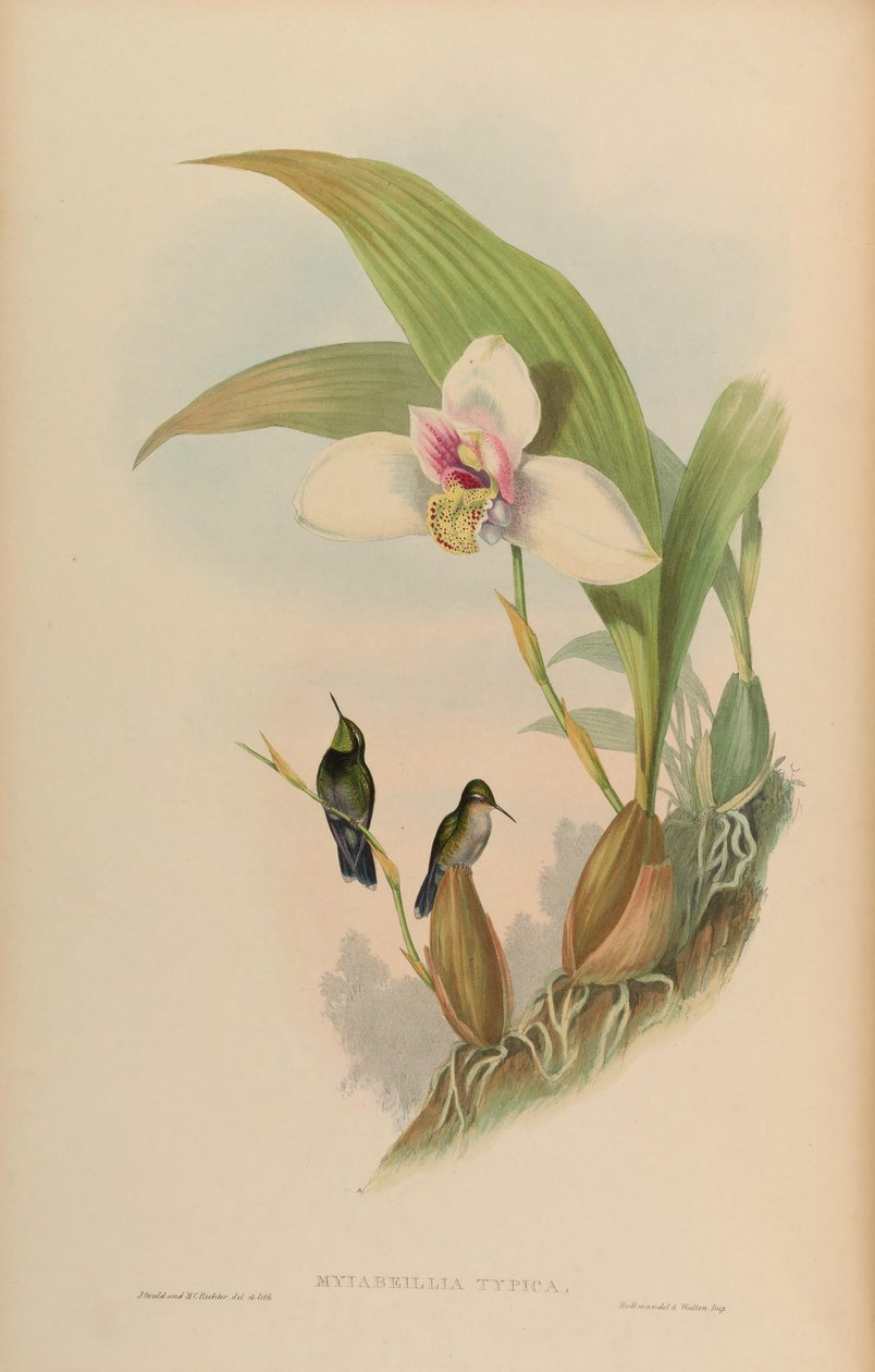 Myiabeilla typica = Abeillia abeillei door John Gould