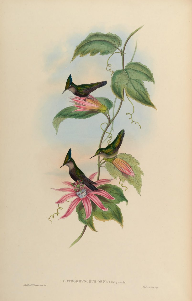 Orthorhynchus ornatus = Orthorhynchus cristatus ornatus door John Gould