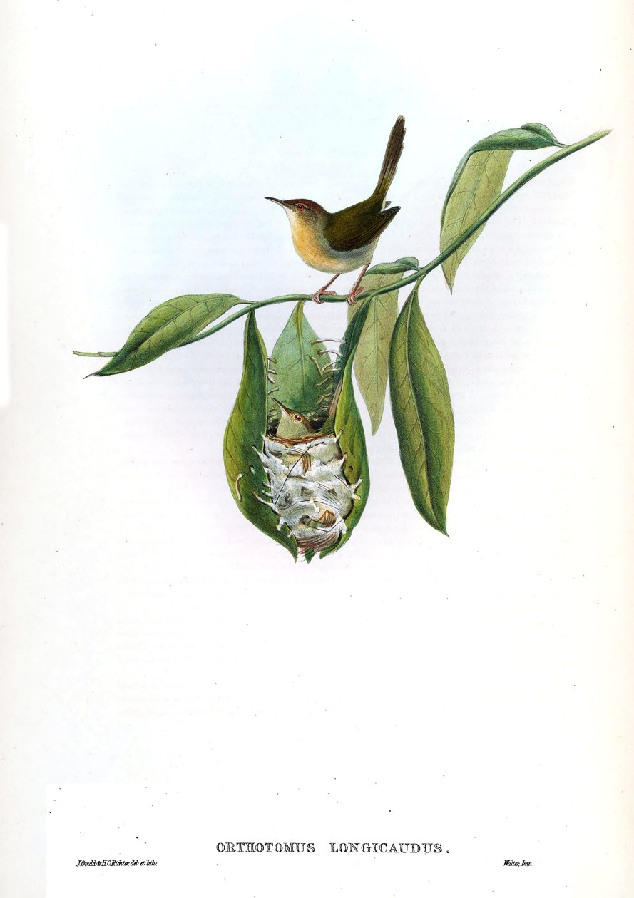 Orthotomus longicaudus = Orthotomus sutorius longicaudus door John Gould