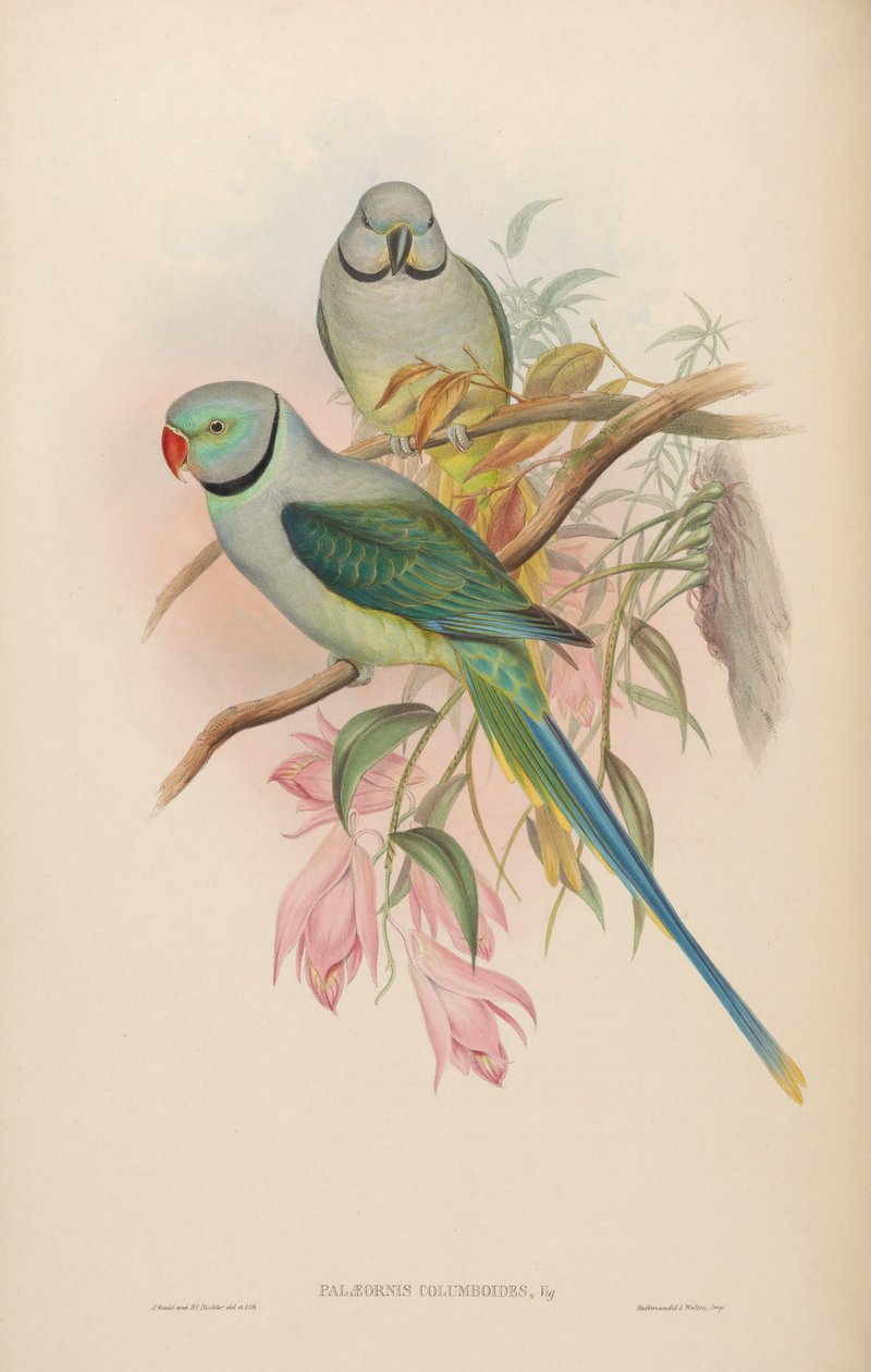 Palaeornis columboides = Psittacula columboides door John Gould