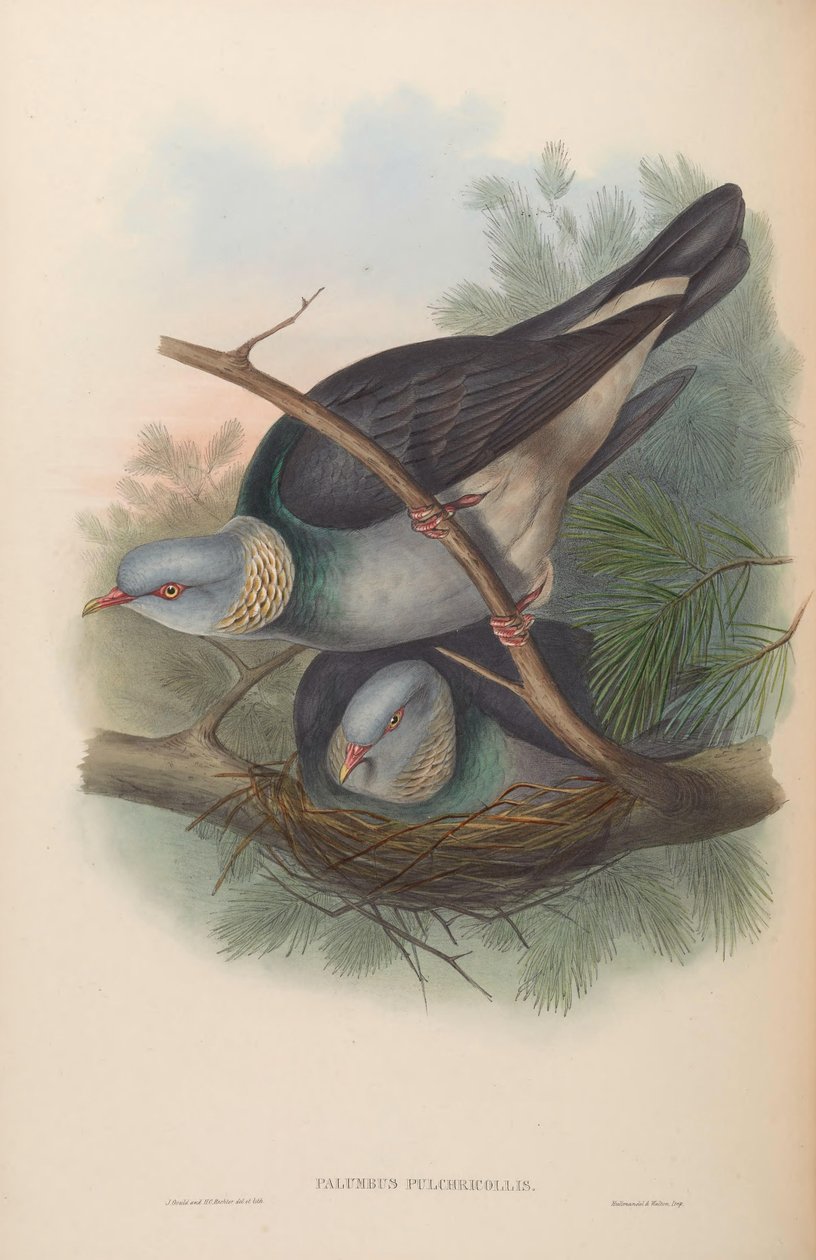 Palumbus pulchricollis = Columba pulchricollis door John Gould