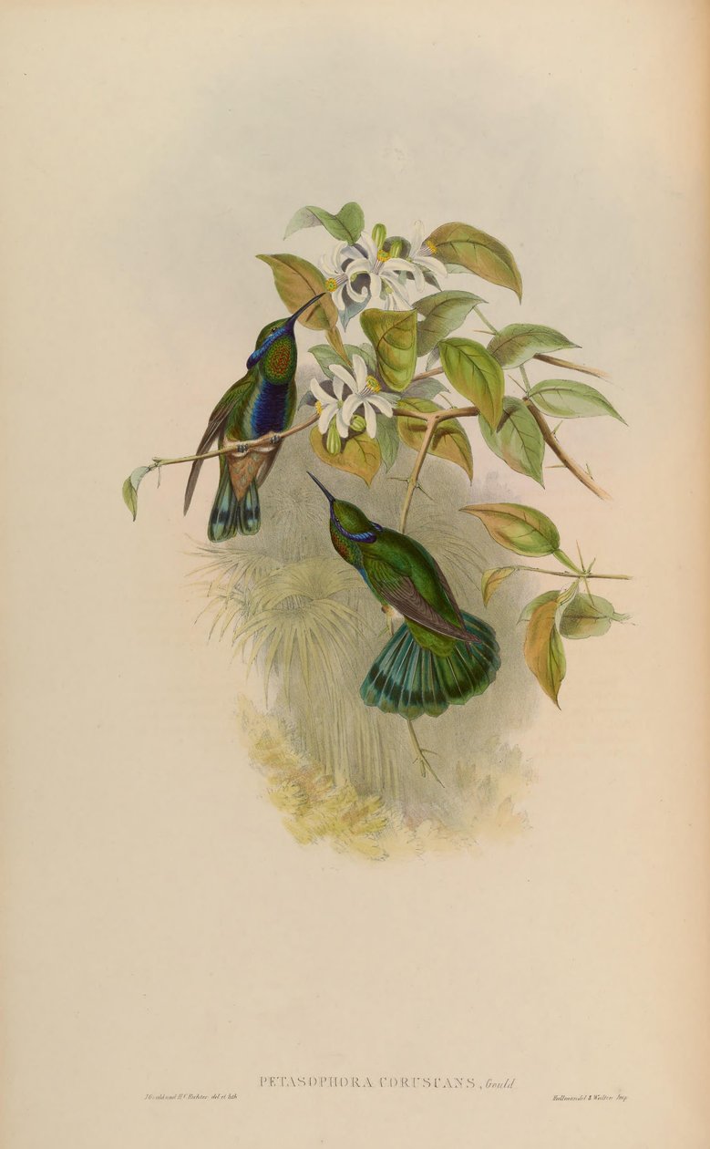 Petasophora coruscans = Colibri coruscans door John Gould