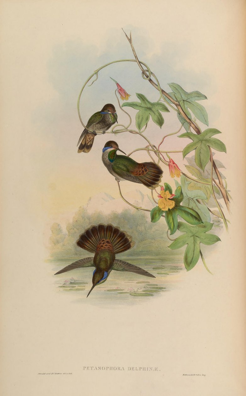 Petasophora delphinae = Colibri delphinae door John Gould