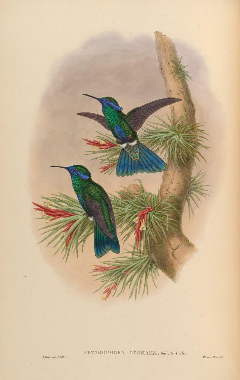 Petasophora germana = Colibri coruscans germanus door John Gould