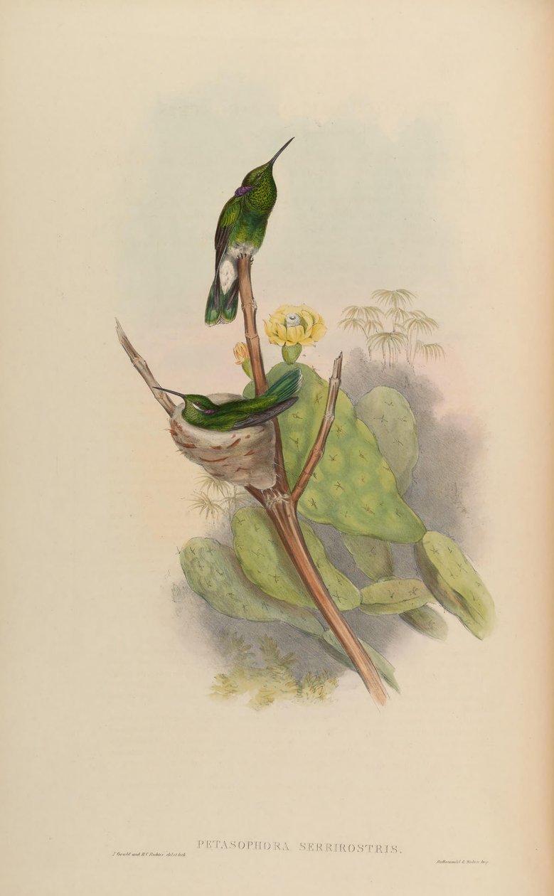 Petasophora serrirostris = Colibri serrirostris door John Gould