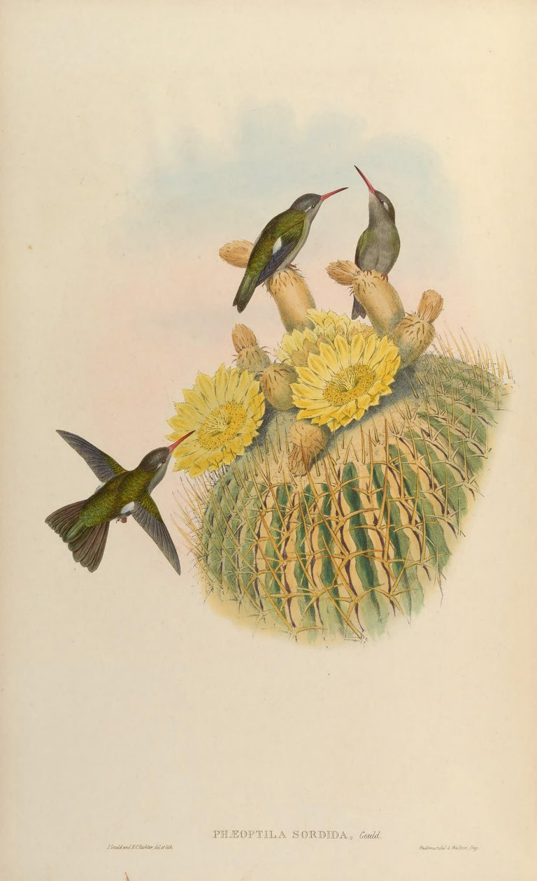 Cynanthus sordidus door John Gould