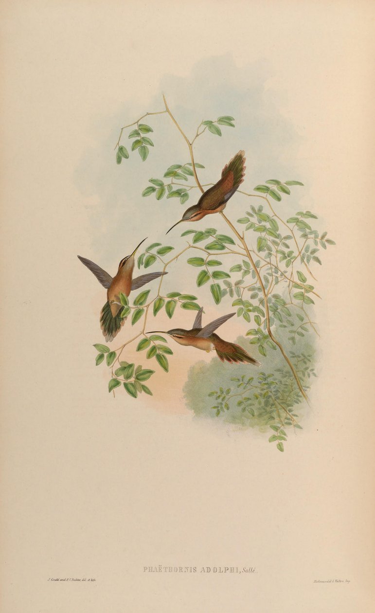 Phaethornis adolphi = Phaethornis striigularis saturatus door John Gould