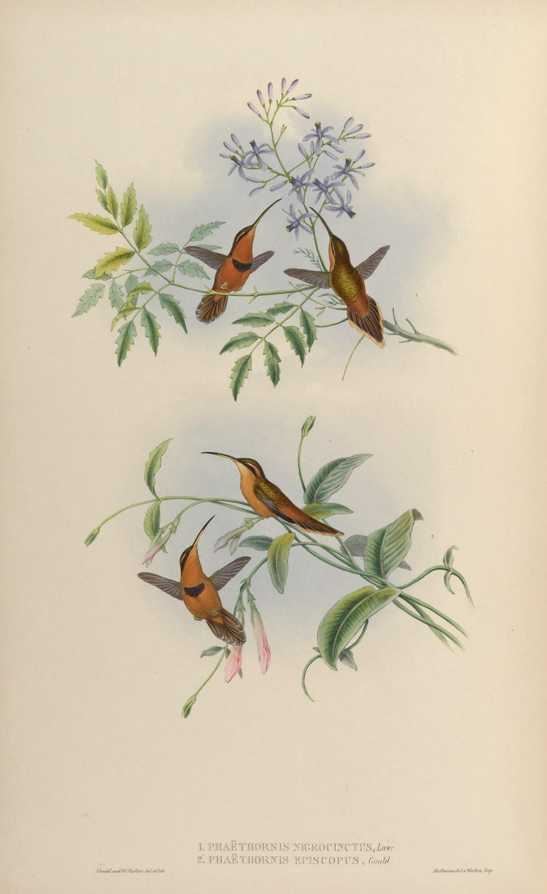Phaethornis nigricinctus = Phaethornis ruber nigricinctus door John Gould