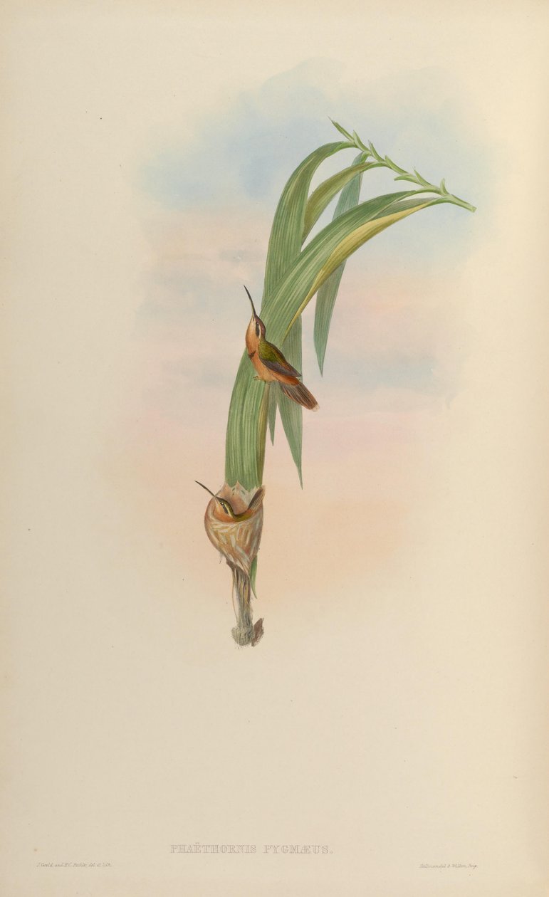 Phaethornis pygmaeus = Phaethornis ruber ruber door John Gould