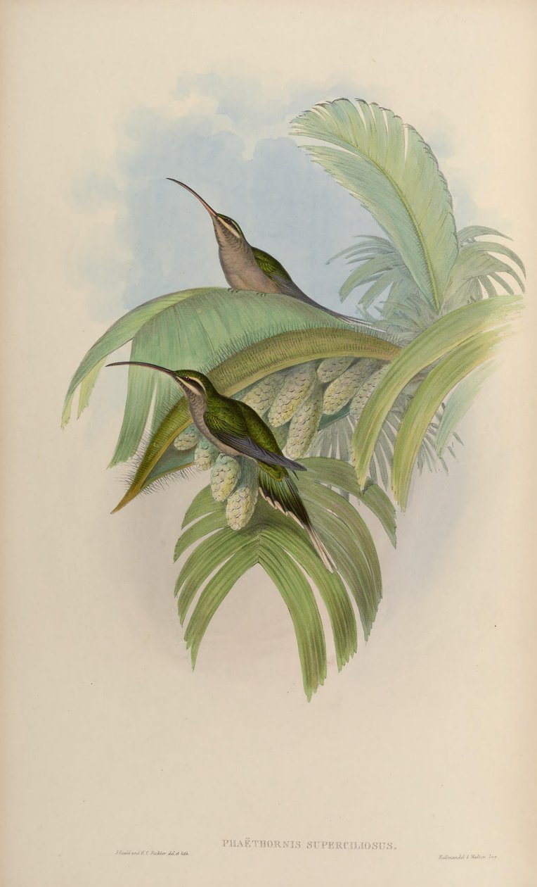 Phaethornis superciliosus door John Gould