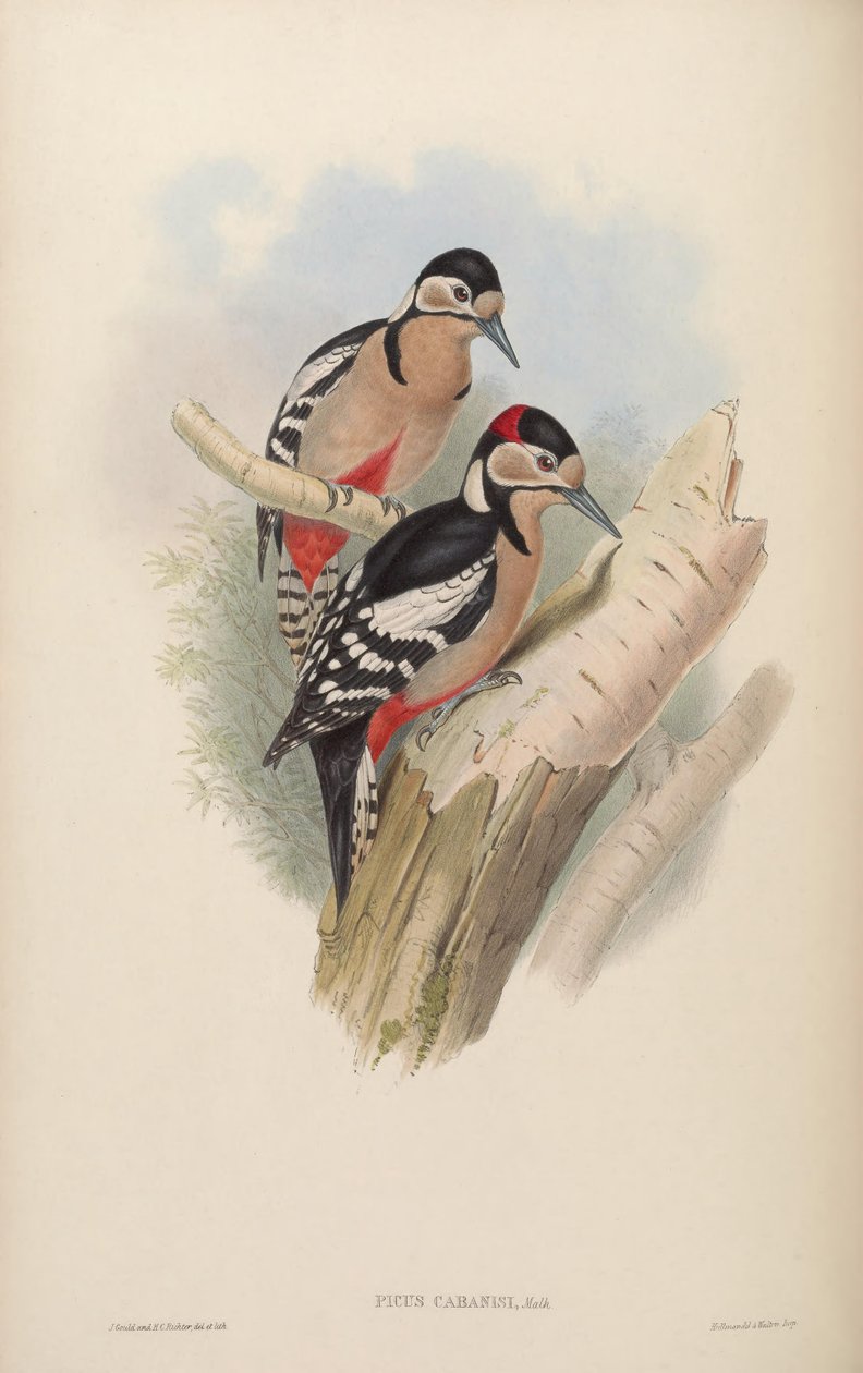 Picus cabanisi = Dendrocopos major cabanisi door John Gould