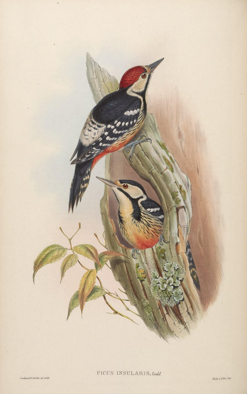Picus insularis Gould, 1863 = Dendrocopos leucotos insularis. Taiwan door John Gould