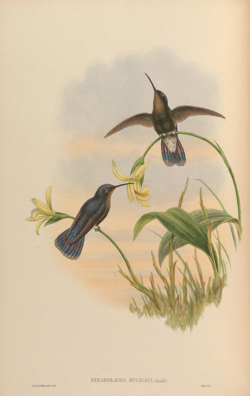 Pinarolaema buckleyi = Colibri coruscans coruscans door John Gould