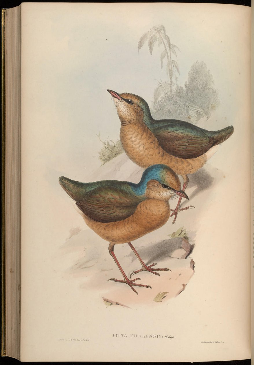 Pitta nipalensis = Hydrornis nipalensis door John Gould