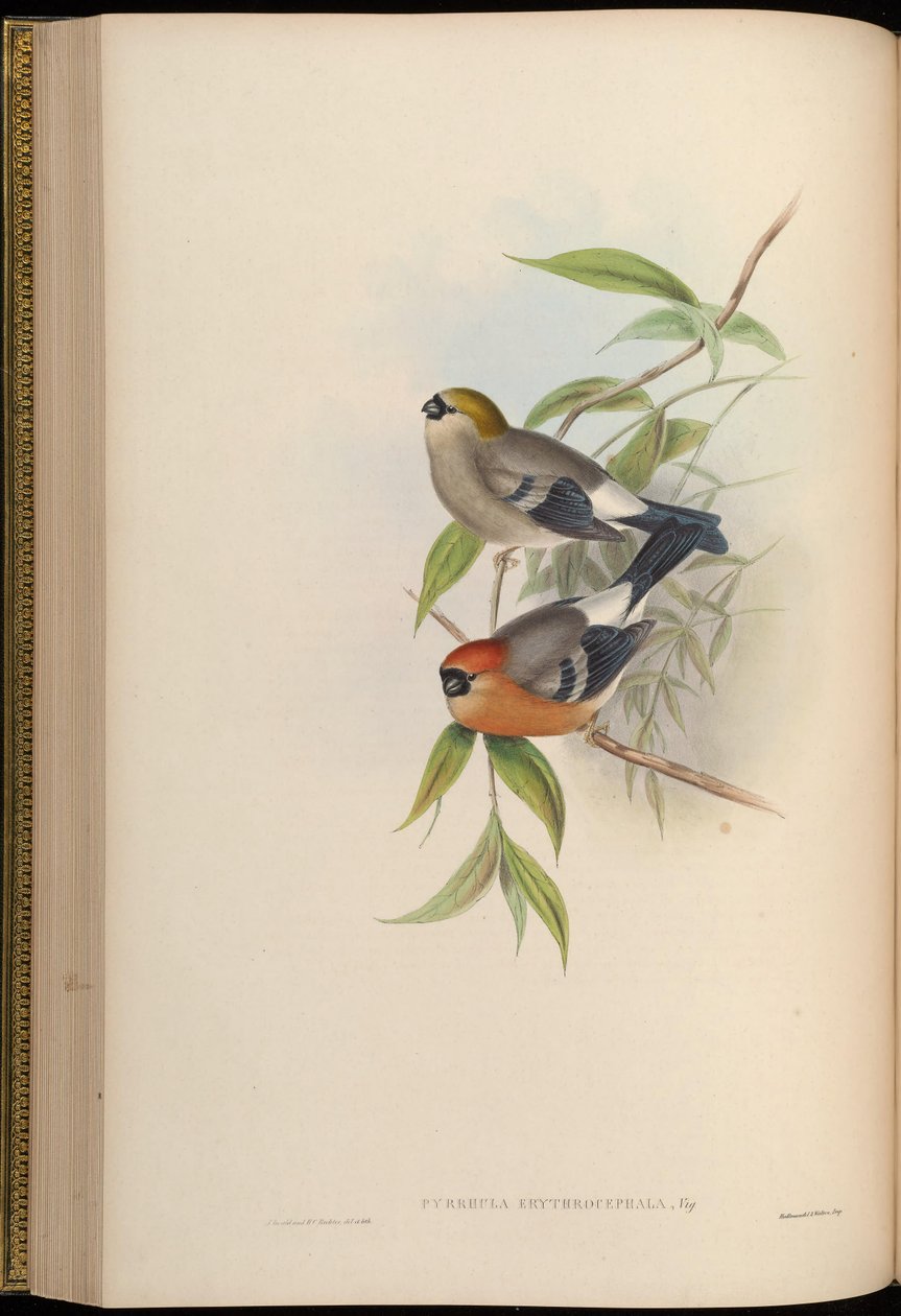 Pyrrhula erythrocephala door John Gould
