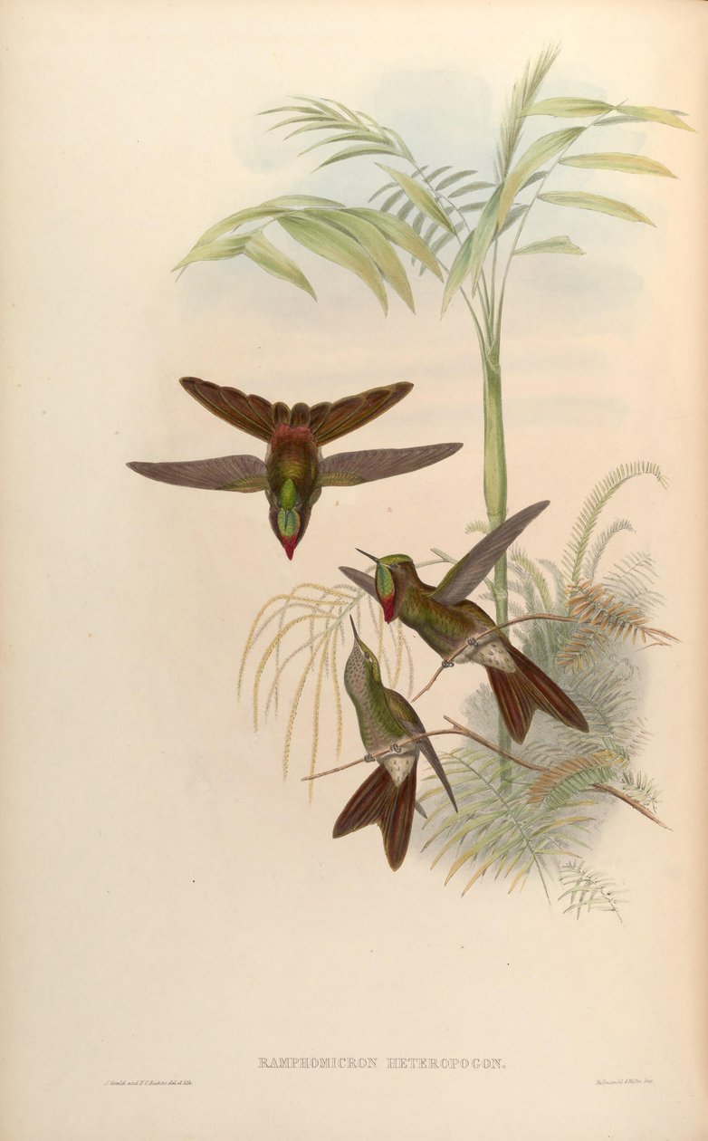 Ramphomicron heteropogon = Chalcostigma heteropogon door John Gould
