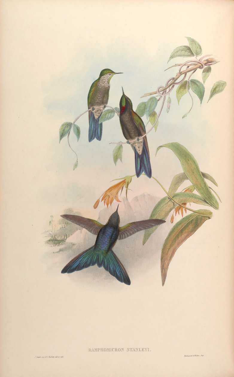 Ramphomicron stanleyi = Chalcostigma stanleyi door John Gould