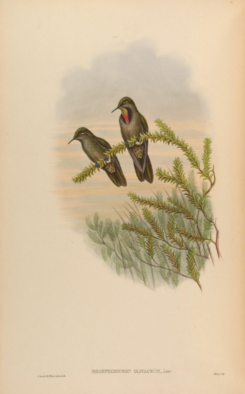 Rhamphomicron olivaceum = Chalcostigma olivaceum door John Gould
