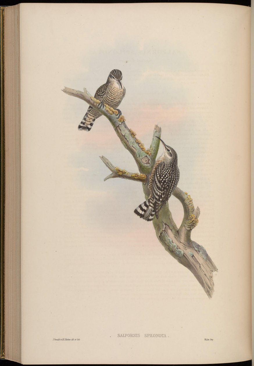 Salpornis spilonotus door John Gould
